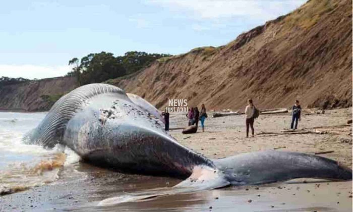 blue whale vomit